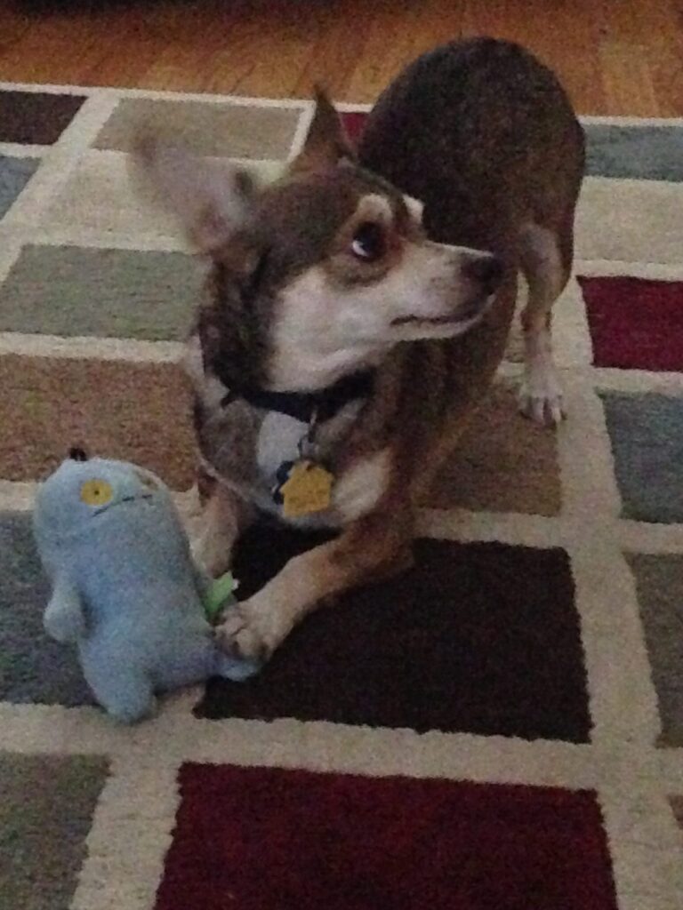 Grandon the chihuahua with his stuffie on a multi colored carpet brand and writing services