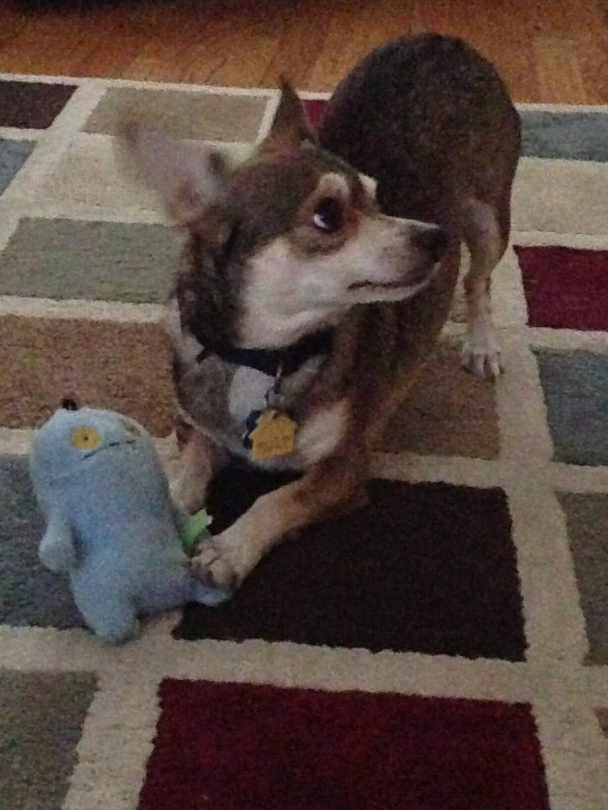 Grandon the chihuahua with his stuffie on a multi colored carpet brand and writing services